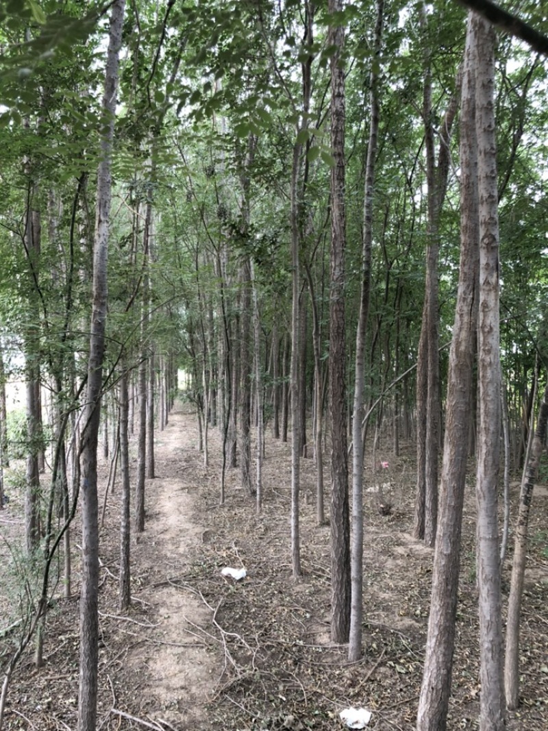 榆树