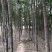 榆树