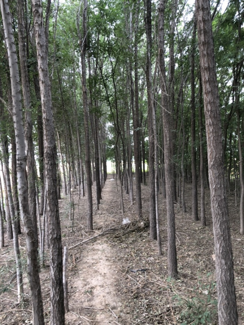 榆树