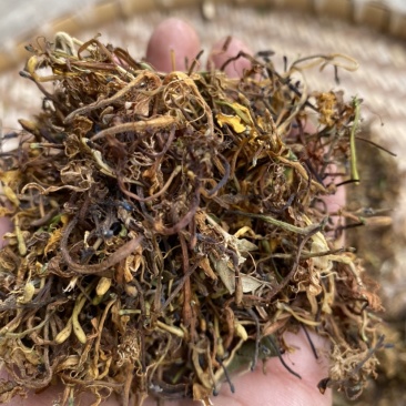 野生金银花大花，颜色好，干度够，香味浓郁，药食同源