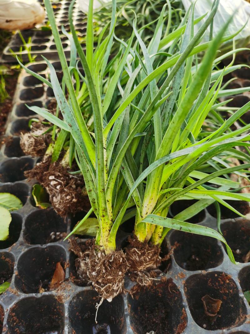 康乃馨花苗四季开花大花阳台庭院绿植盆栽花卉鲜花小苗母亲节