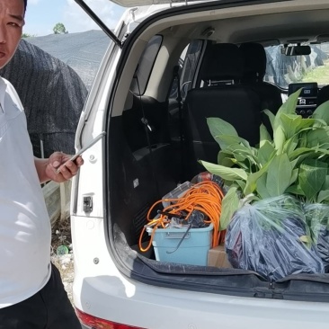 香蕉苗，粉蕉苗，金粉一号蕉苗，矮化香蕉苗，西贡粉蕉苗