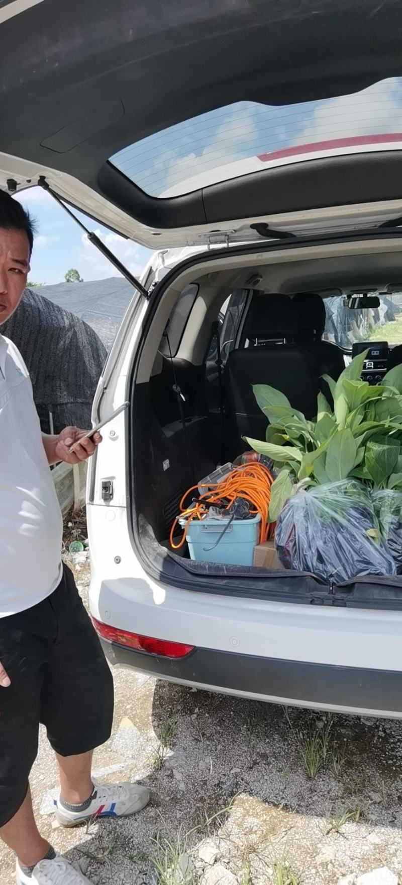 香蕉苗，粉蕉苗，金粉一号蕉苗，矮化香蕉苗，西贡粉蕉苗