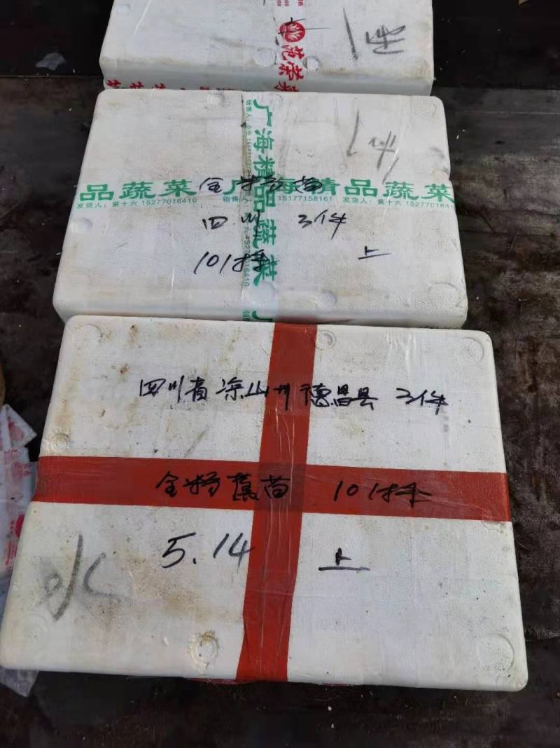 香蕉苗，粉蕉苗，金粉一号蕉苗，矮化香蕉苗，西贡粉蕉苗