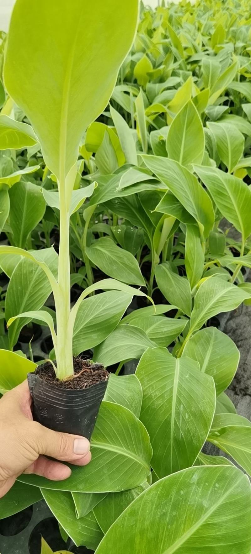 香蕉苗，粉蕉苗，金粉一号蕉苗，矮化香蕉苗，西贡粉蕉苗
