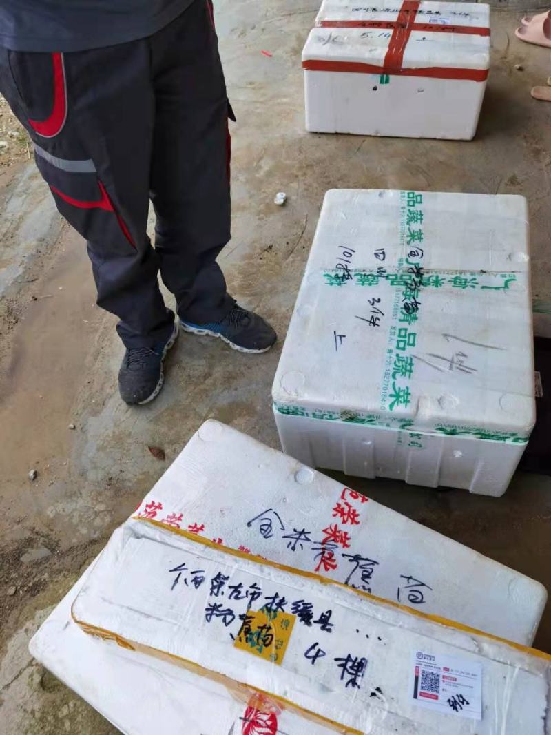 香蕉苗，粉蕉苗，金粉一号蕉苗，矮化香蕉苗，西贡粉蕉苗