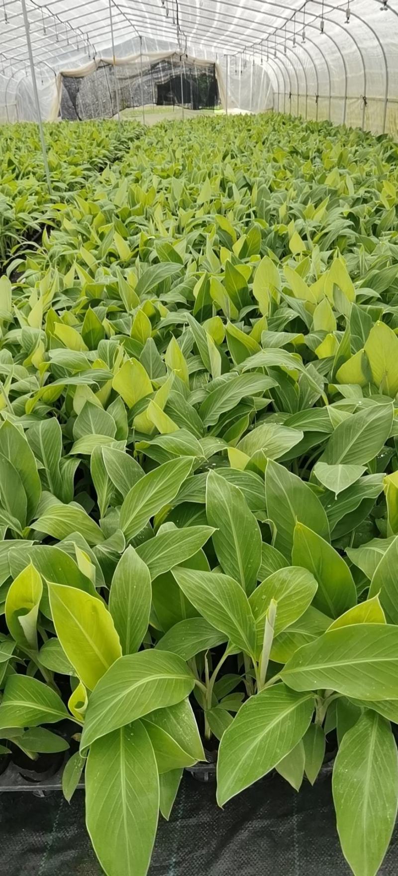 香蕉苗，粉蕉苗，金粉一号蕉苗，矮化香蕉苗，西贡粉蕉苗