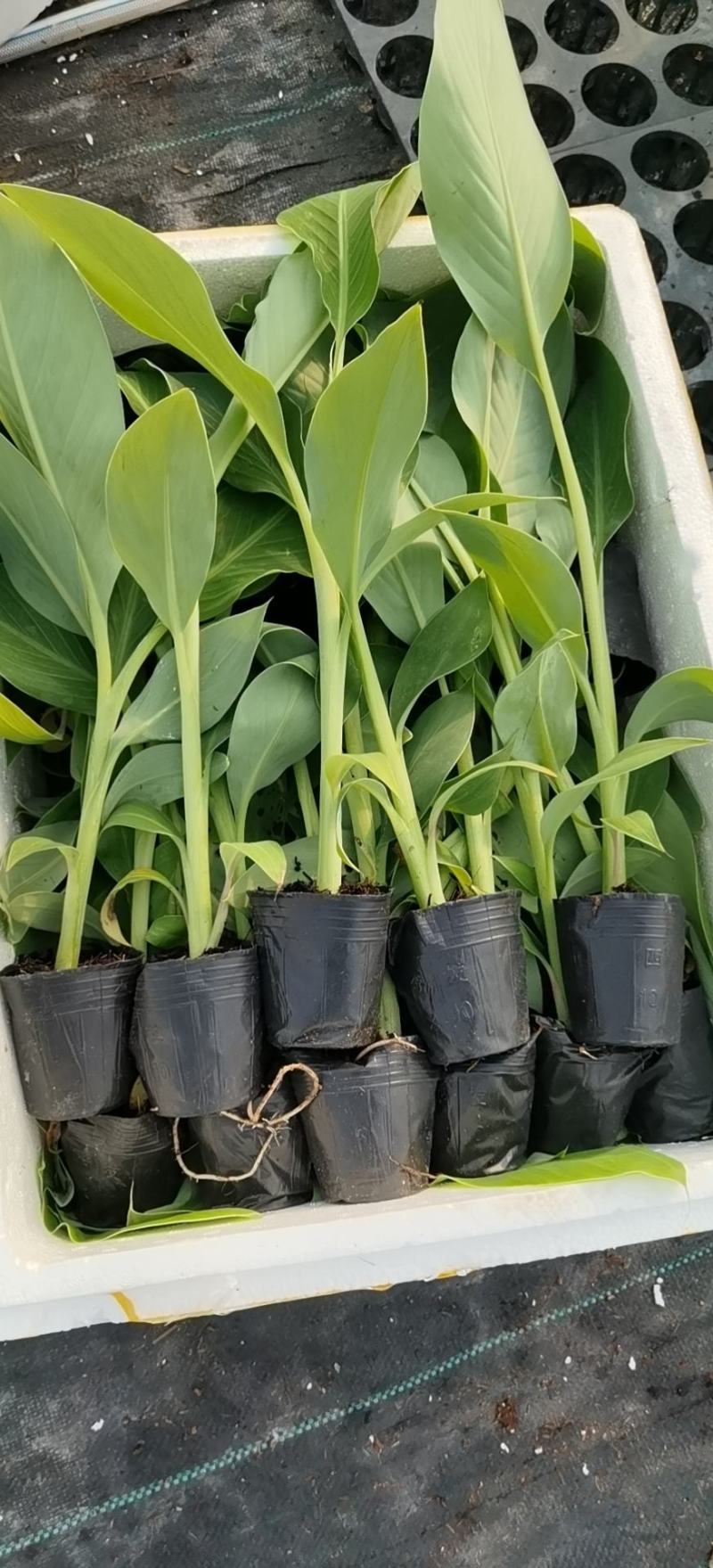 香蕉苗，粉蕉苗，金粉一号蕉苗，矮化香蕉苗，西贡粉蕉苗
