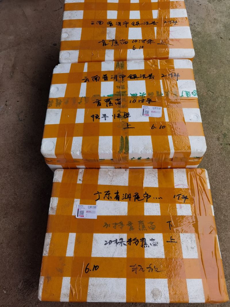 香蕉苗，粉蕉苗，金粉一号蕉苗，矮化香蕉苗，西贡粉蕉苗