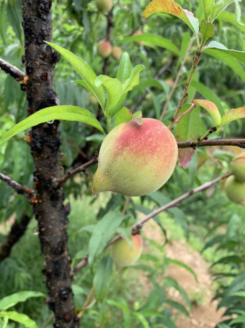 正宗梅州鹰嘴桃水蜜桃子爽脆甜孕妇新鲜水果