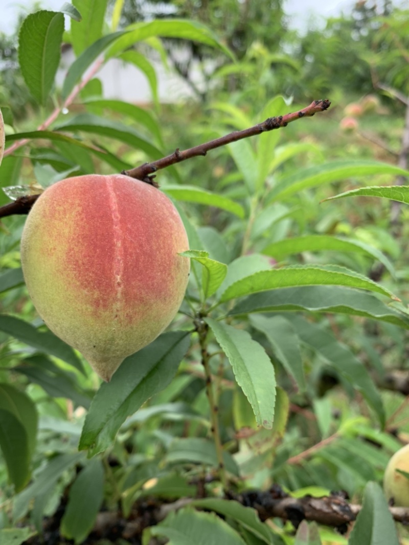 正宗梅州鹰嘴桃水蜜桃子爽脆甜孕妇新鲜水果