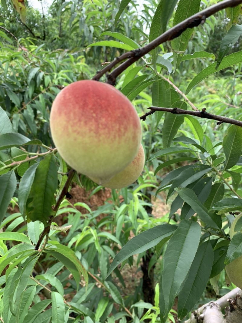 正宗梅州鹰嘴桃水蜜桃子爽脆甜孕妇新鲜水果