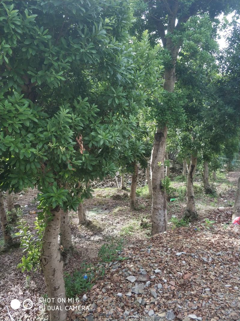 杨梅树，冠幅精美，各种地经都有，农村原生态直销