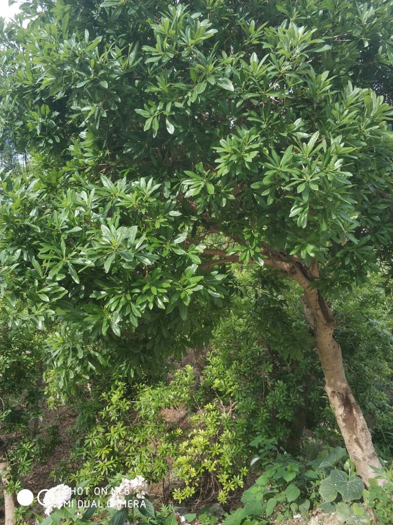 杨梅树，冠幅精美，各种地经都有，农村原生态直销
