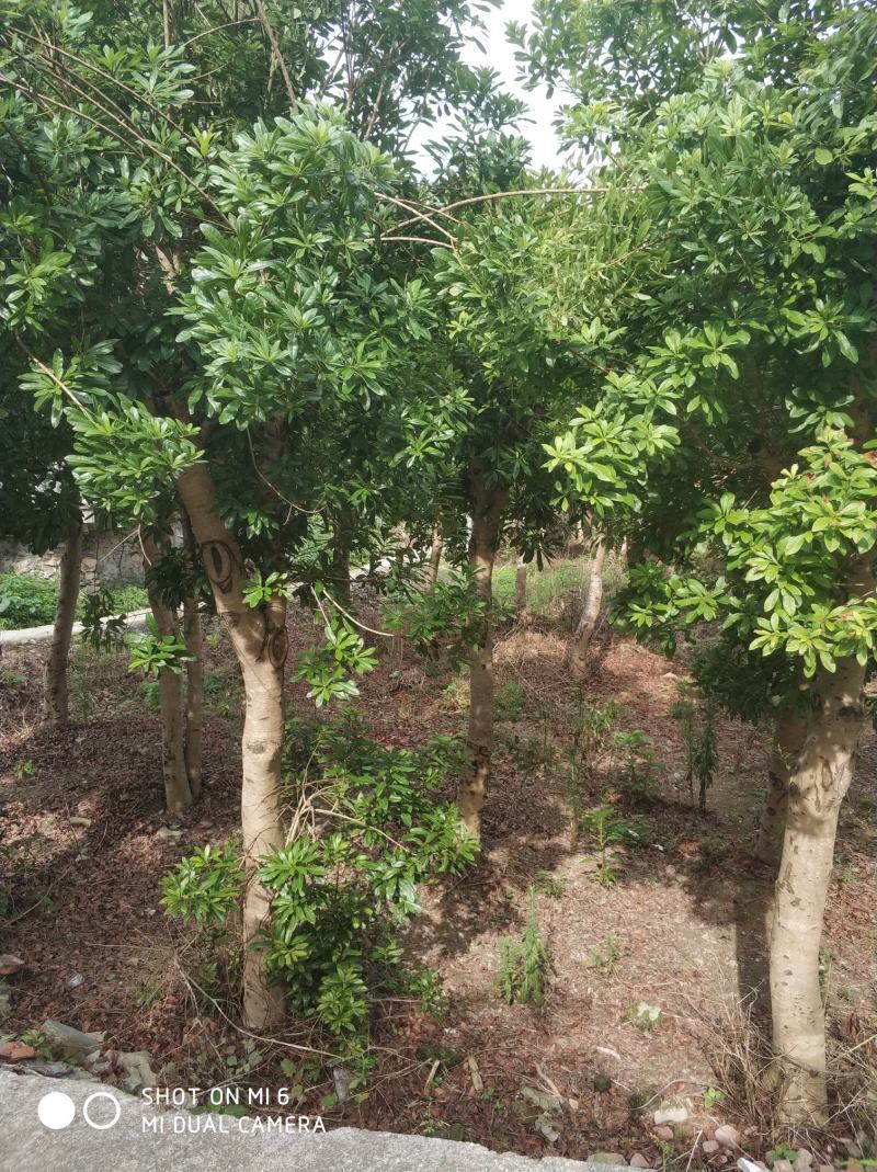杨梅树，冠幅精美，各种地经都有，农村原生态直销