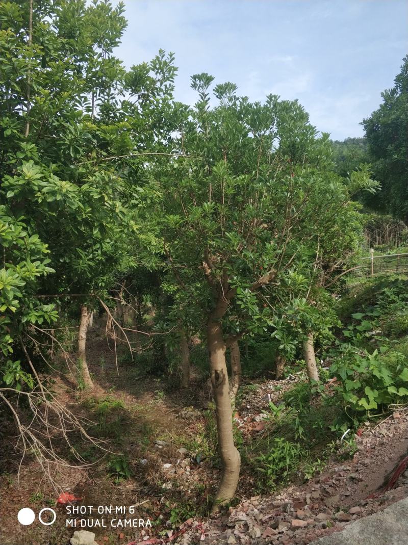 杨梅树，冠幅精美，各种地经都有，农村原生态直销