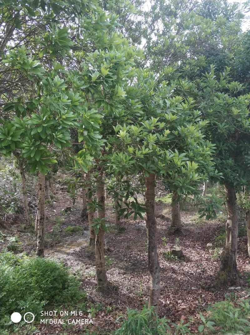 杨梅树，冠幅精美，各种地经都有，农村原生态直销