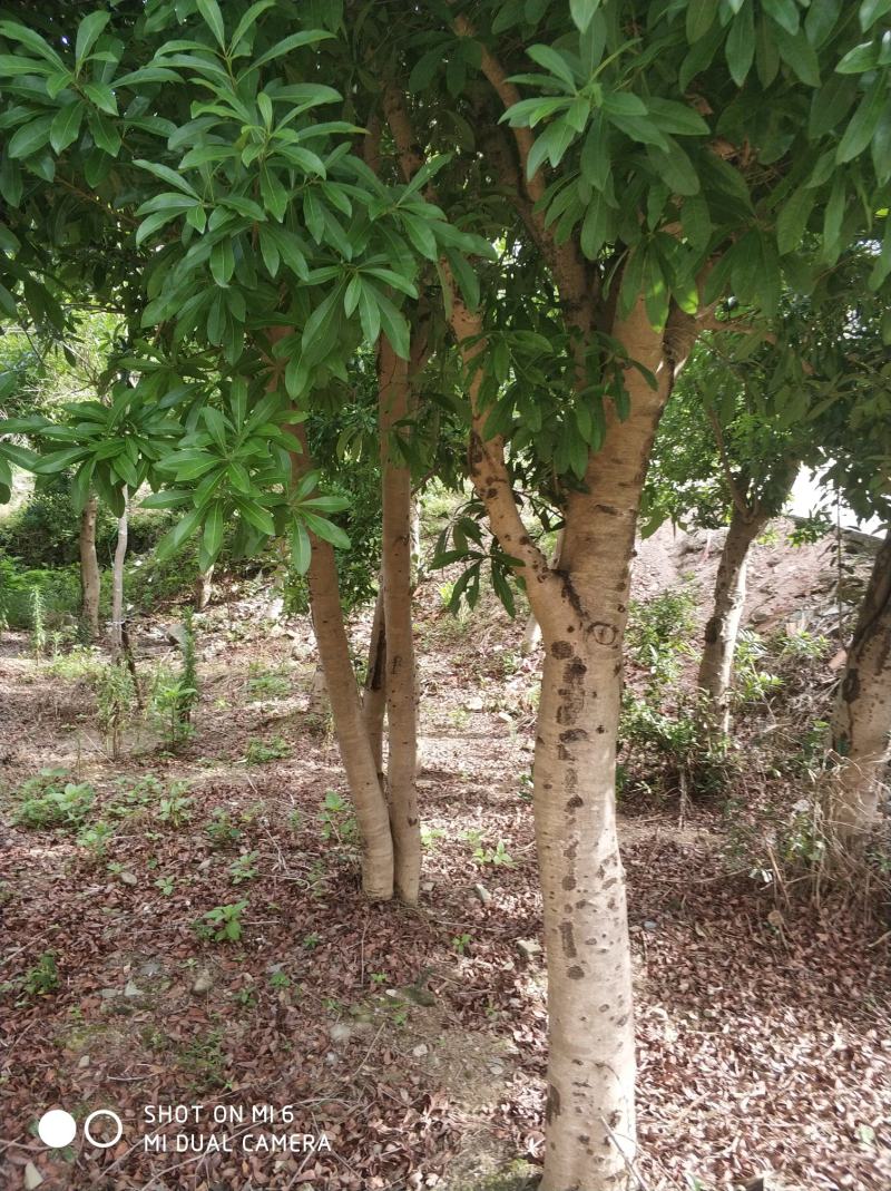 杨梅树，冠幅精美，各种地经都有，农村原生态直销