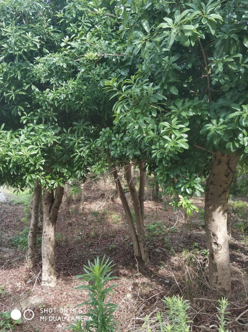 杨梅树，冠幅精美，各种地经都有，农村原生态直销