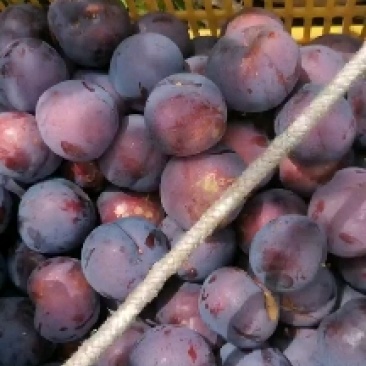 李子