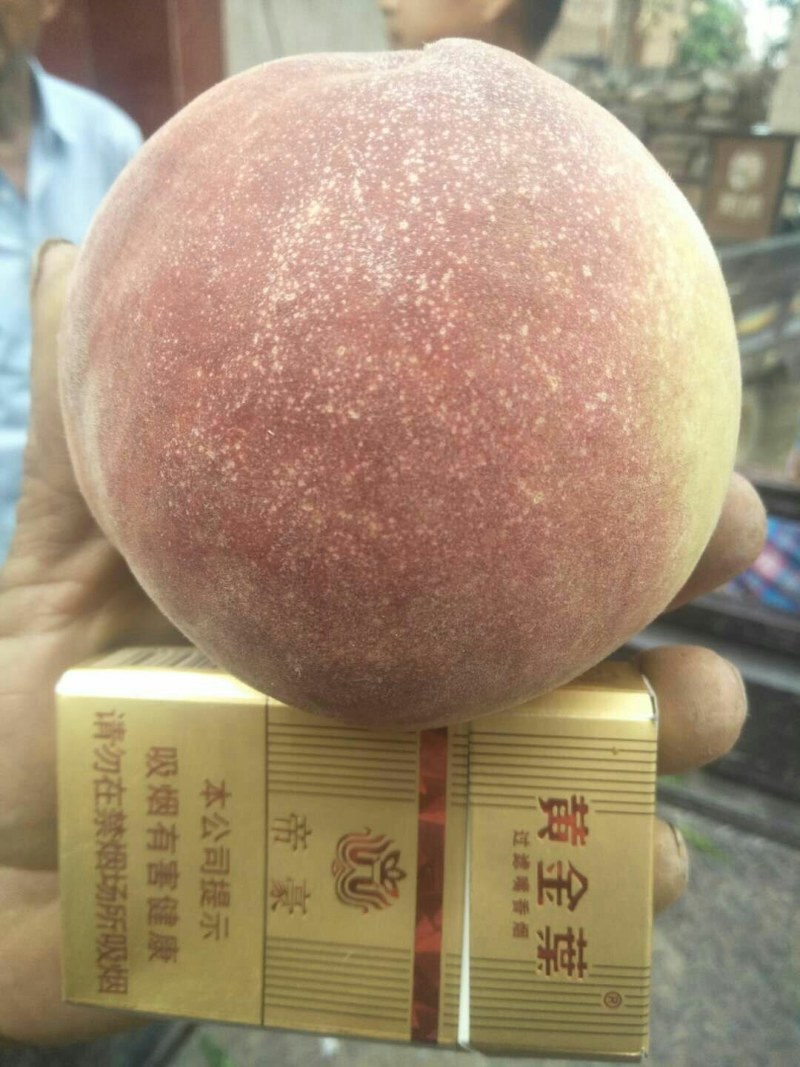 特大特甜仓方早生毛桃