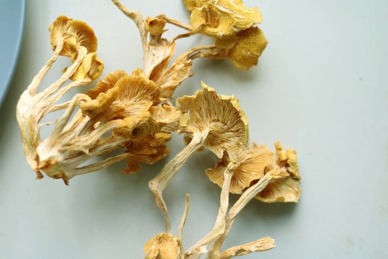 广州人鸡油菌食用菌榆黄菌菇类蘑菇专业一件代发
