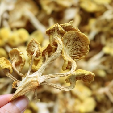 广州人鸡油菌食用菌榆黄菌菇类蘑菇专业一件代发