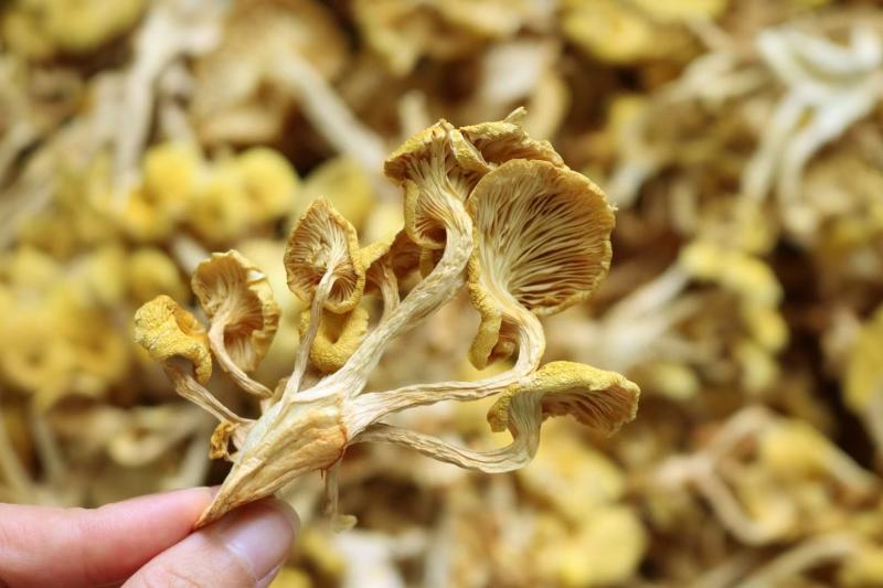 广州人鸡油菌食用菌榆黄菌菇类蘑菇专业一件代发