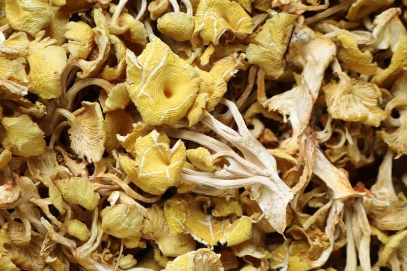 广州人鸡油菌食用菌榆黄菌菇类蘑菇专业一件代发