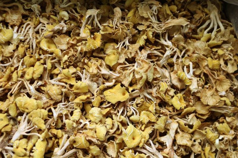 广州人鸡油菌食用菌榆黄菌菇类蘑菇专业一件代发
