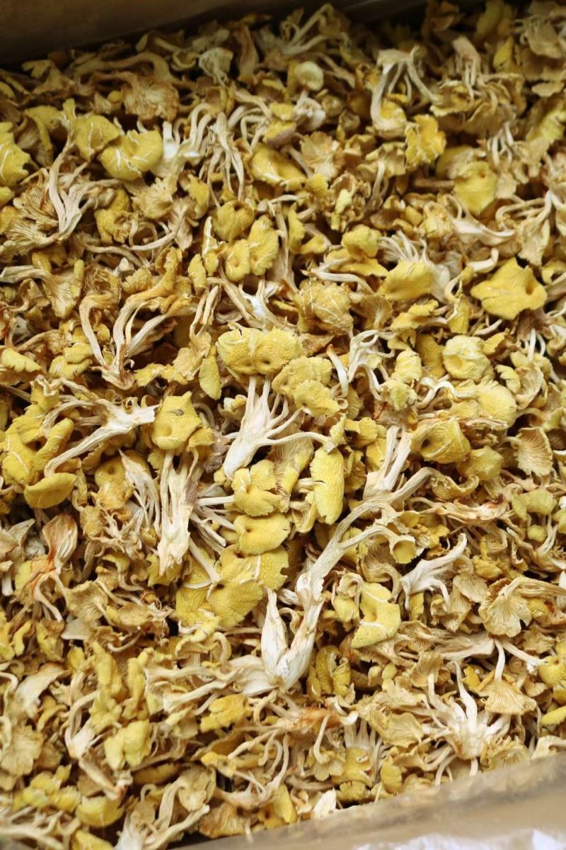 广州人鸡油菌食用菌榆黄菌菇类蘑菇专业一件代发