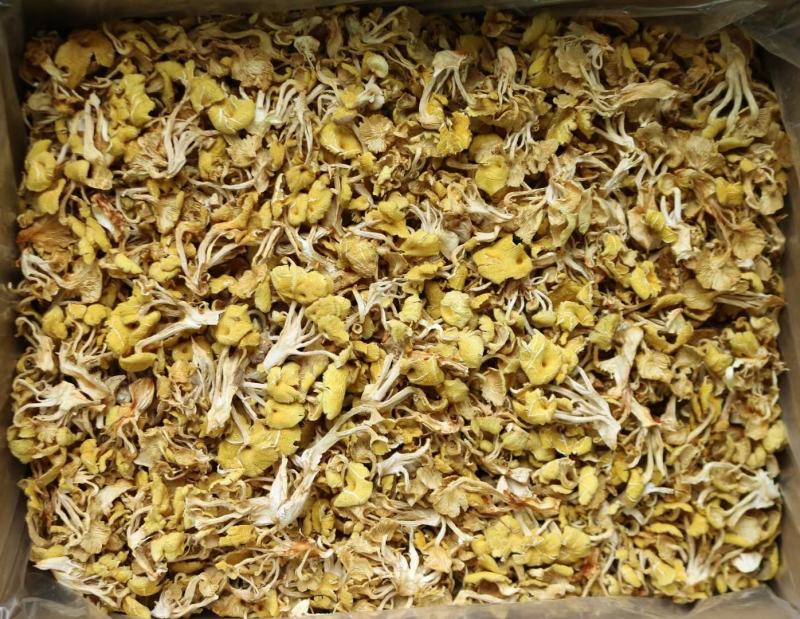 广州人鸡油菌食用菌榆黄菌菇类蘑菇专业一件代发