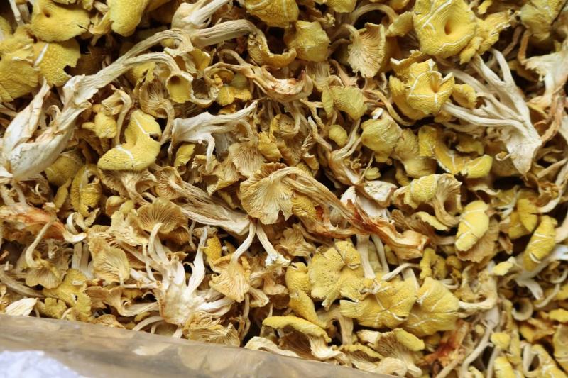 广州人鸡油菌食用菌榆黄菌菇类蘑菇专业一件代发
