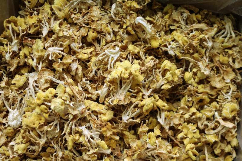 广州人鸡油菌食用菌榆黄菌菇类蘑菇专业一件代发