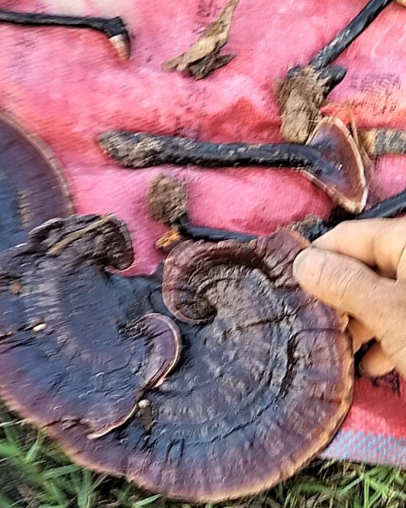 纯野生黑灵芝，价格实惠，欢迎全国各地的老板选购