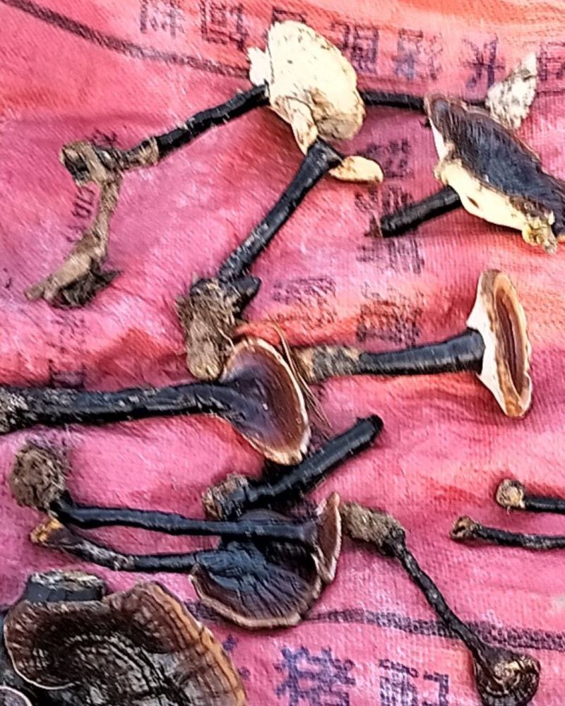 纯野生黑灵芝，价格实惠，欢迎全国各地的老板选购