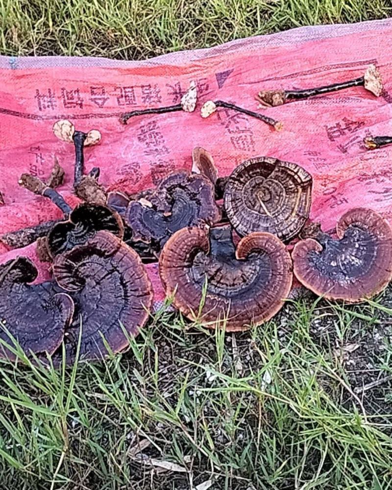 纯野生黑灵芝，价格实惠，欢迎全国各地的老板选购