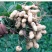 产地【原味炒熟花生】铁锅炒花生带壳熟花生多规格包邮