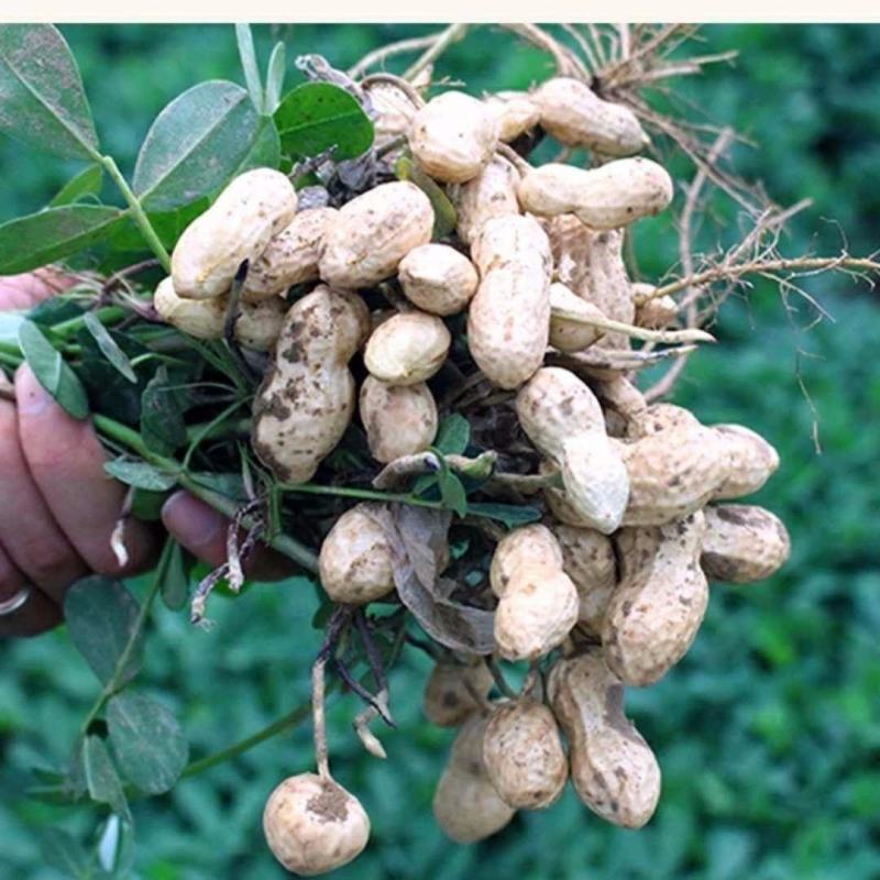 产地【原味炒熟花生】铁锅炒花生带壳熟花生多规格包邮