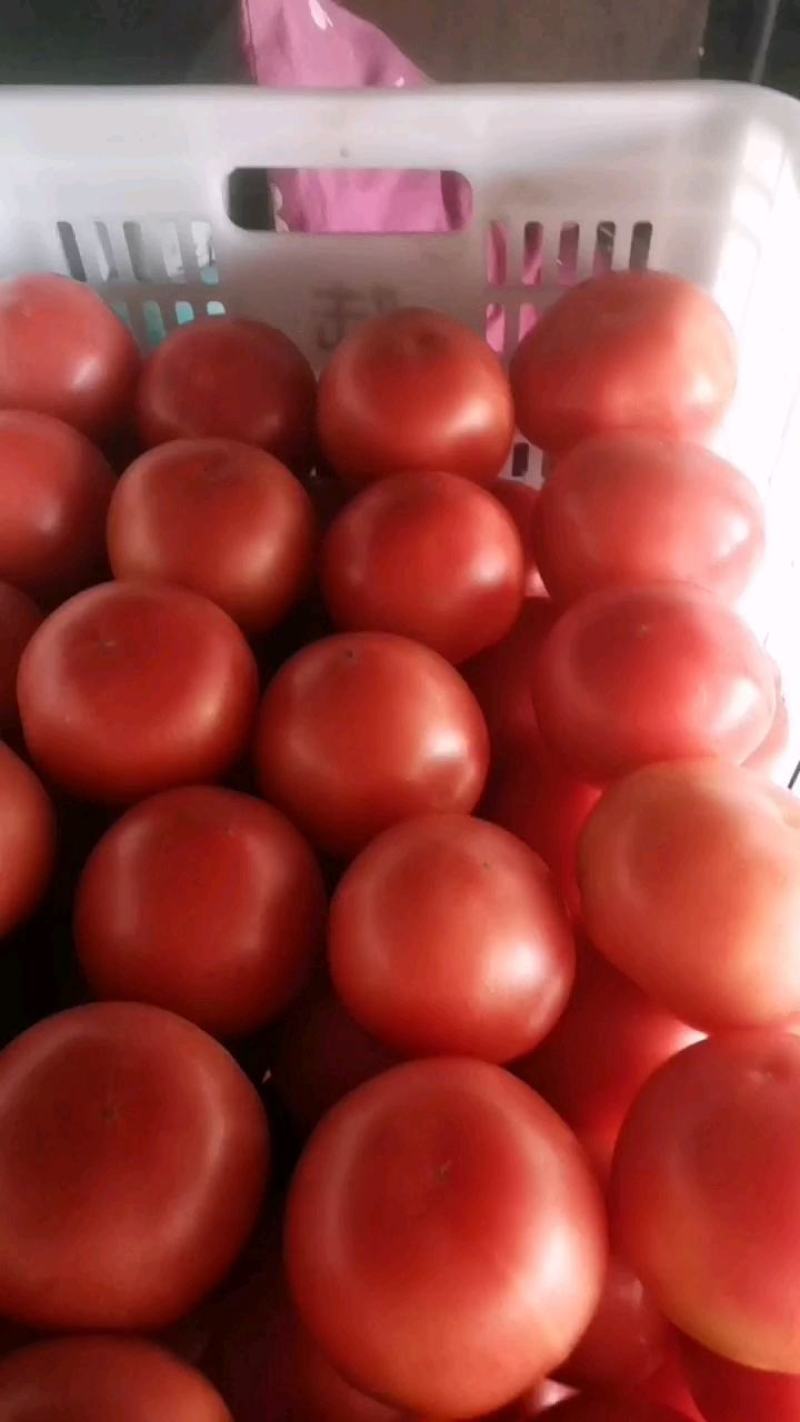 精品硬粉西红柿种植基地