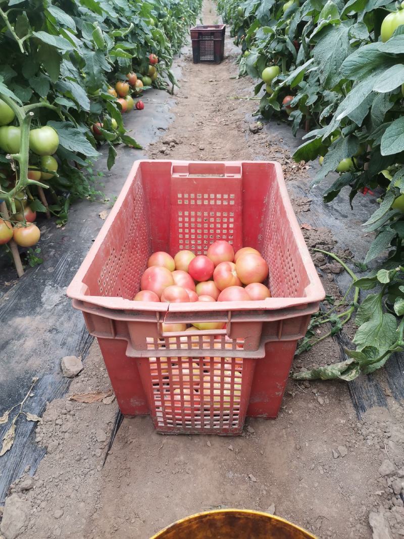 精品硬粉西红柿种植基地