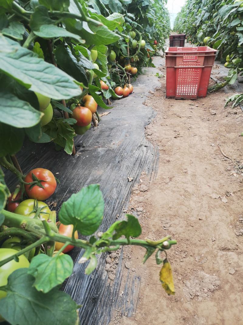 精品硬粉西红柿种植基地
