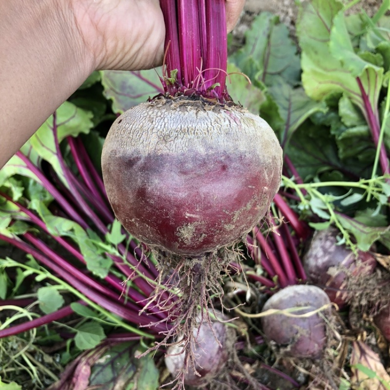 甜菜根红菜头供应市场货加工厂电商全年不断货