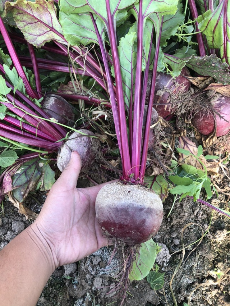 甜菜根红菜头供应市场货加工厂电商全年不断货