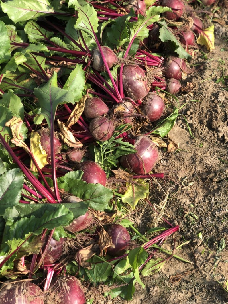 甜菜根红菜头供应市场货加工厂电商全年不断货