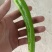 常德鲜辣椒，软皮青椒，湘研15湘研55