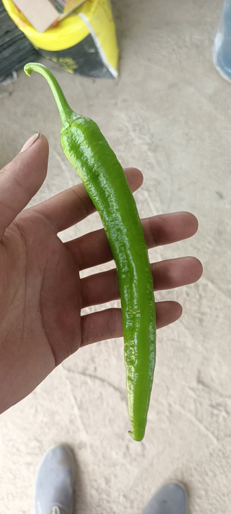 常德鲜辣椒，软皮青椒，湘研15湘研55