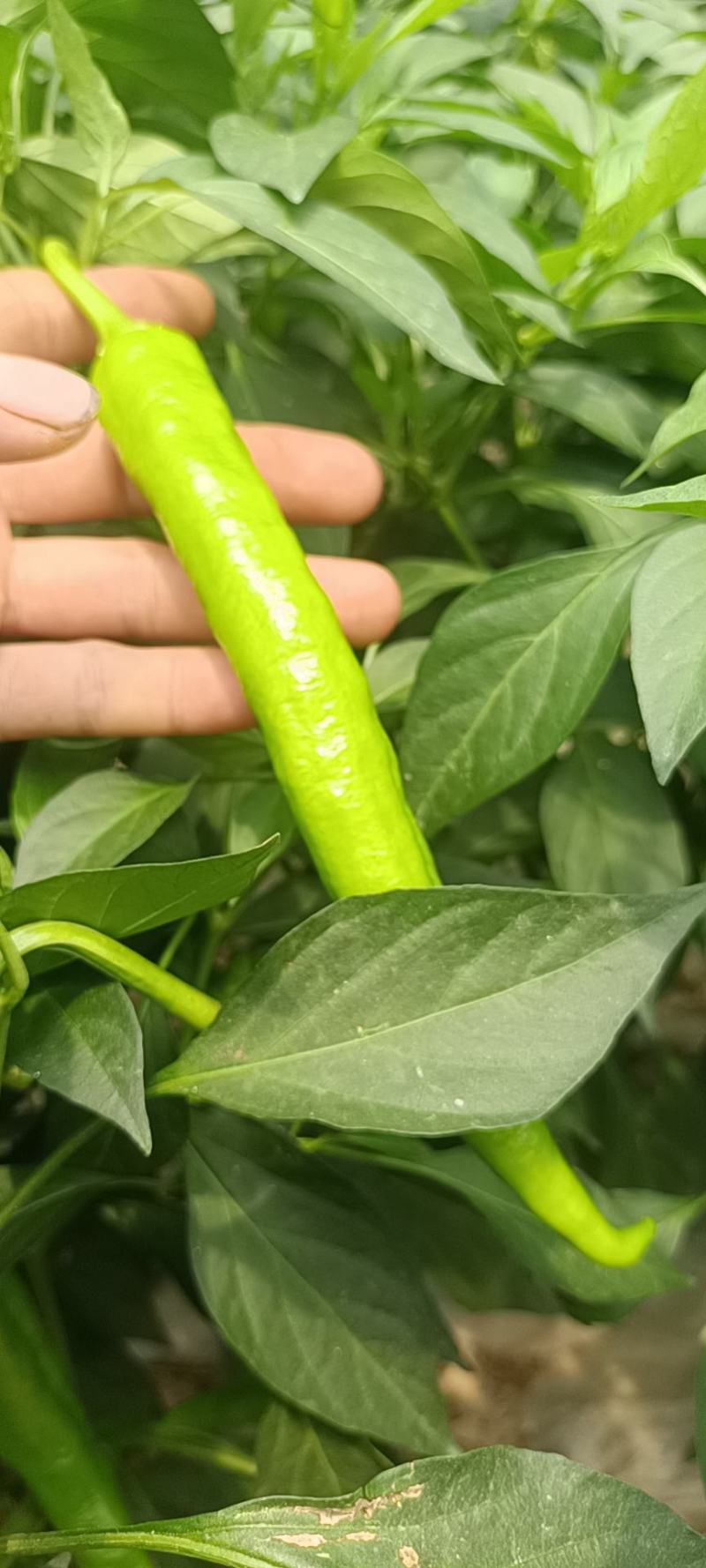常德鲜辣椒，软皮青椒，湘研15湘研55