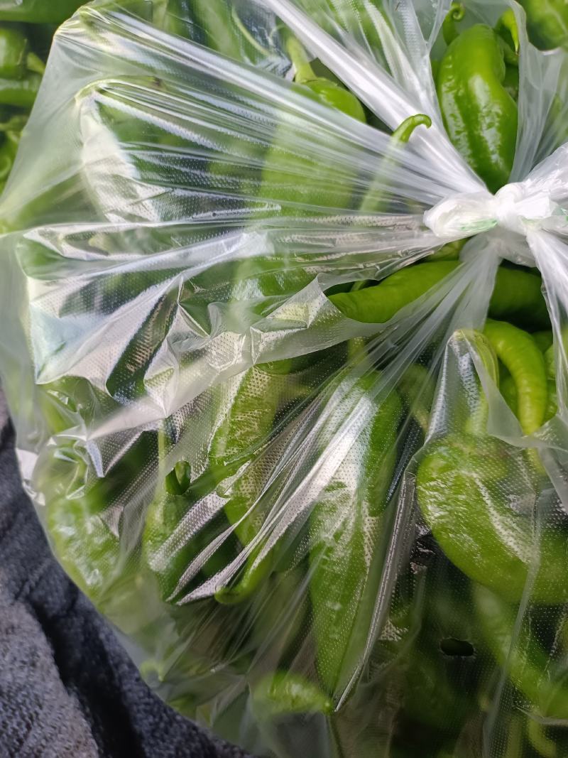 常德鲜辣椒，软皮青椒，湘研15湘研55
