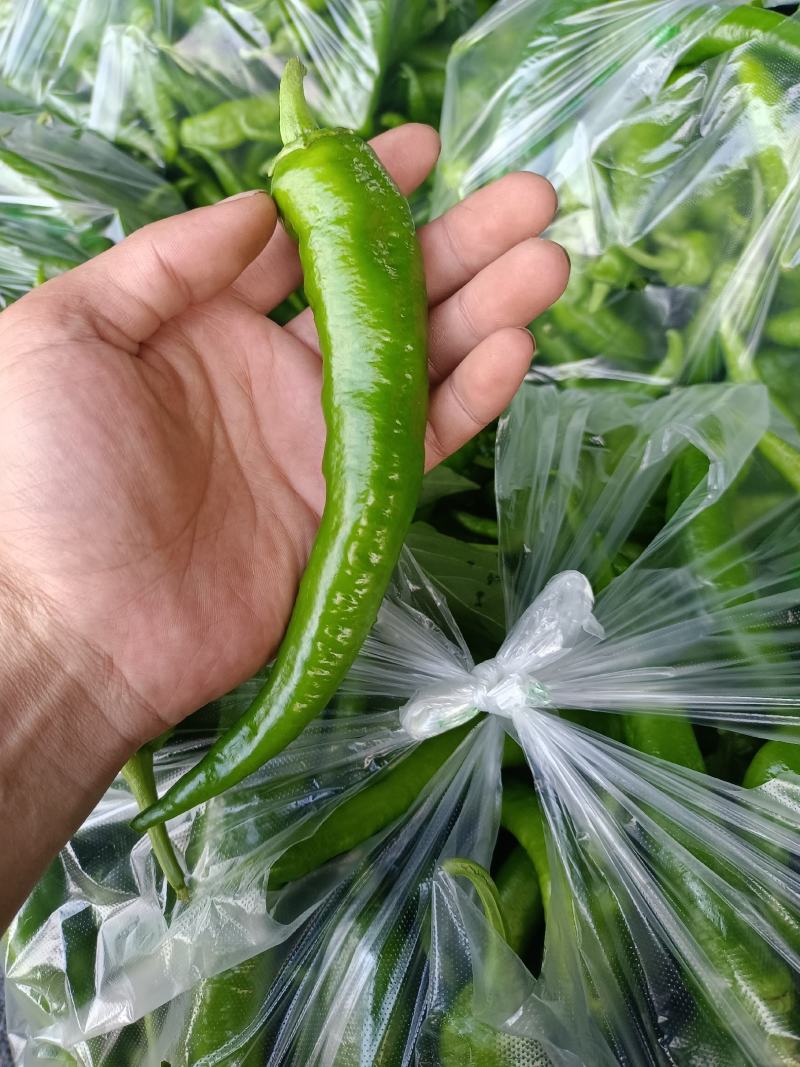 常德鲜辣椒，软皮青椒，湘研15湘研55